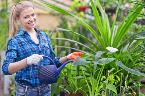 Healthy urban lawn care in Somers Town with neat grass and borders