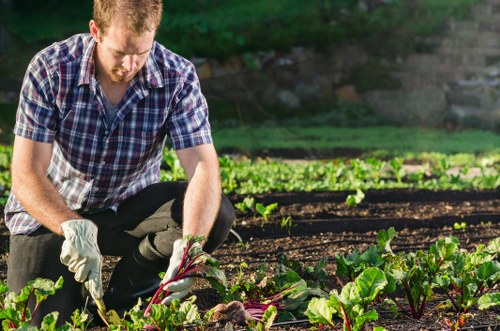 Lawn mowing service in a Somers Town garden