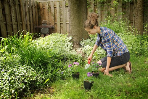 Garden hedge shaping work in Somers Town with tidy green boundaries